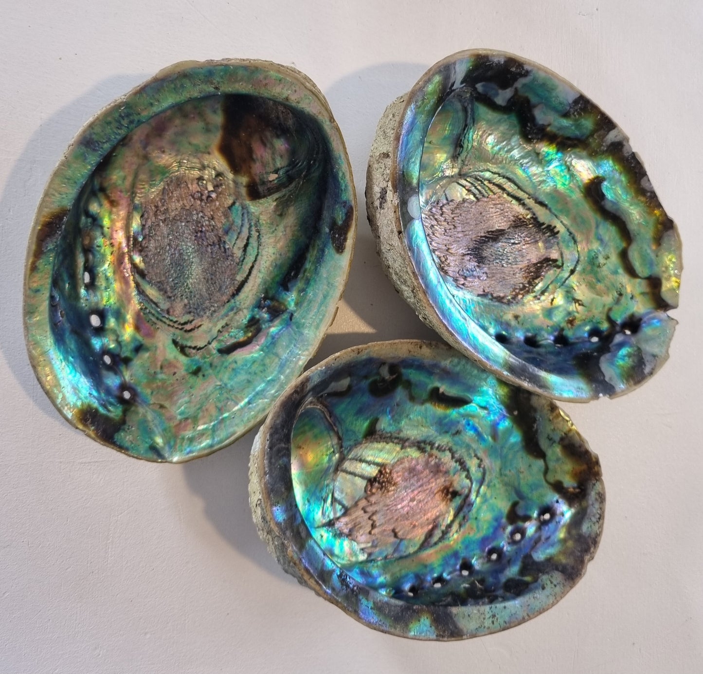 Natural and Unpolished Abalone Shell