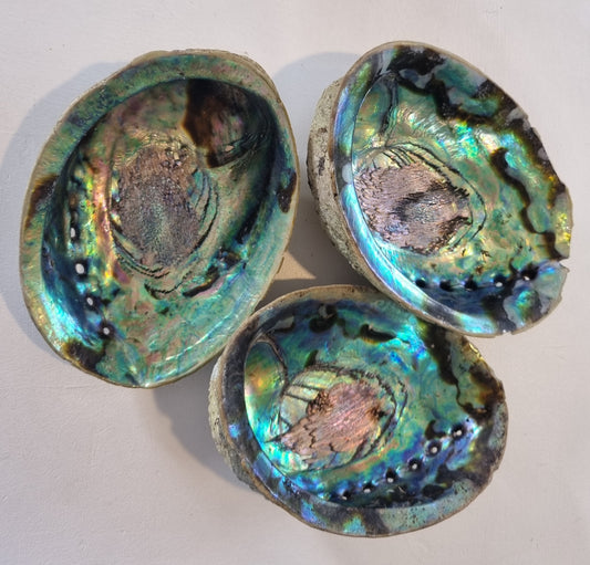 Natural and Unpolished Abalone Shell