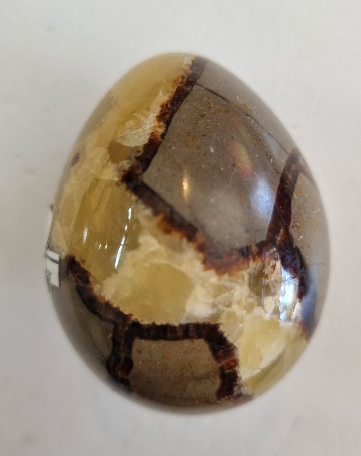 Septarian Egg