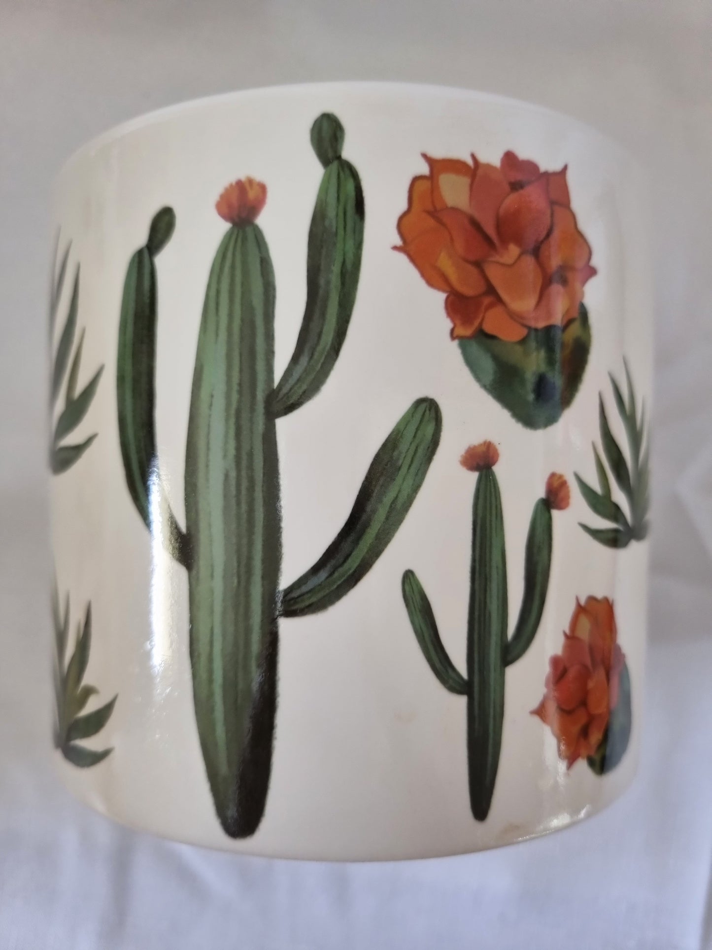 Round White Pot with Cactus