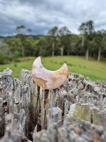 Moon Blossom Agate Crystal