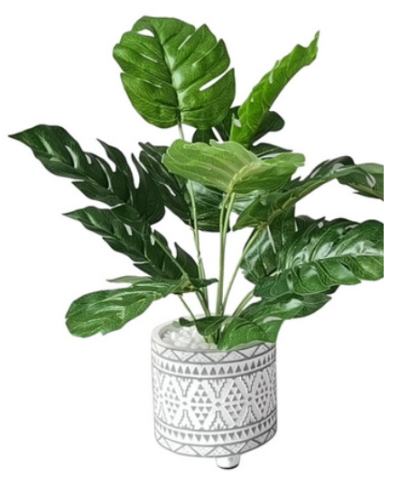 Fern in White Moroccan Pot