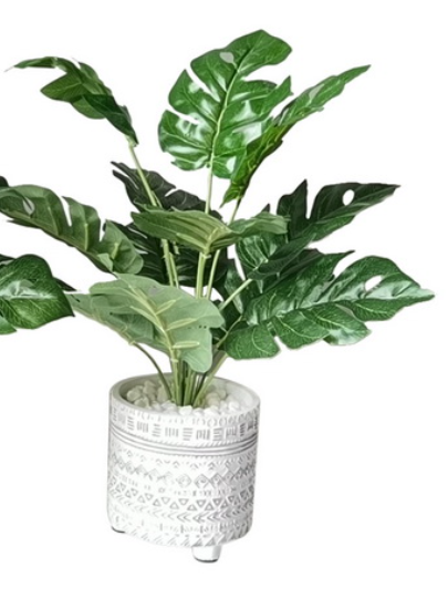 Fern in White Moroccan Pot