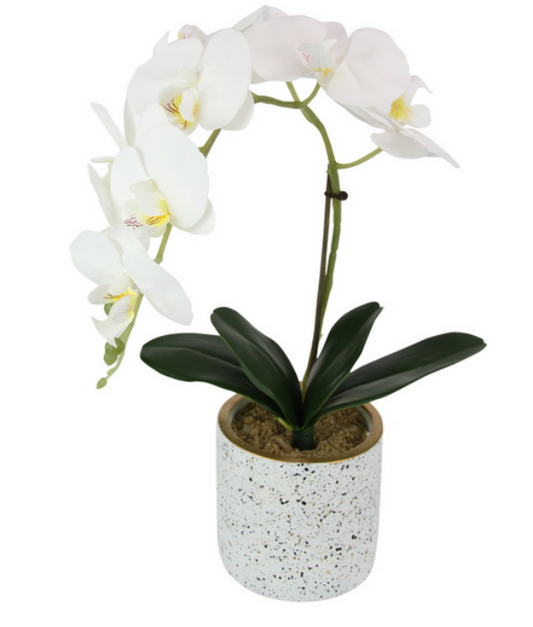 White Orchid in White Flecked Pot