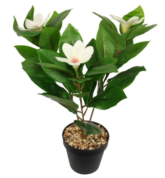 Magnolia Plant in Pot