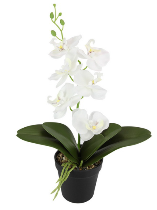 White Orchid in Black Pot